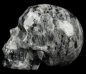Preview: Skull Larvikite